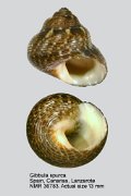 Gibbula spurca (7)
